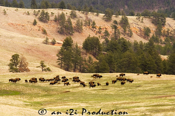 herd of bisons