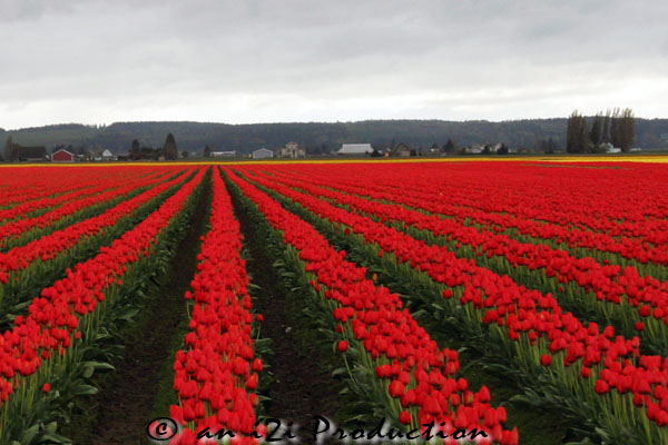 tulips